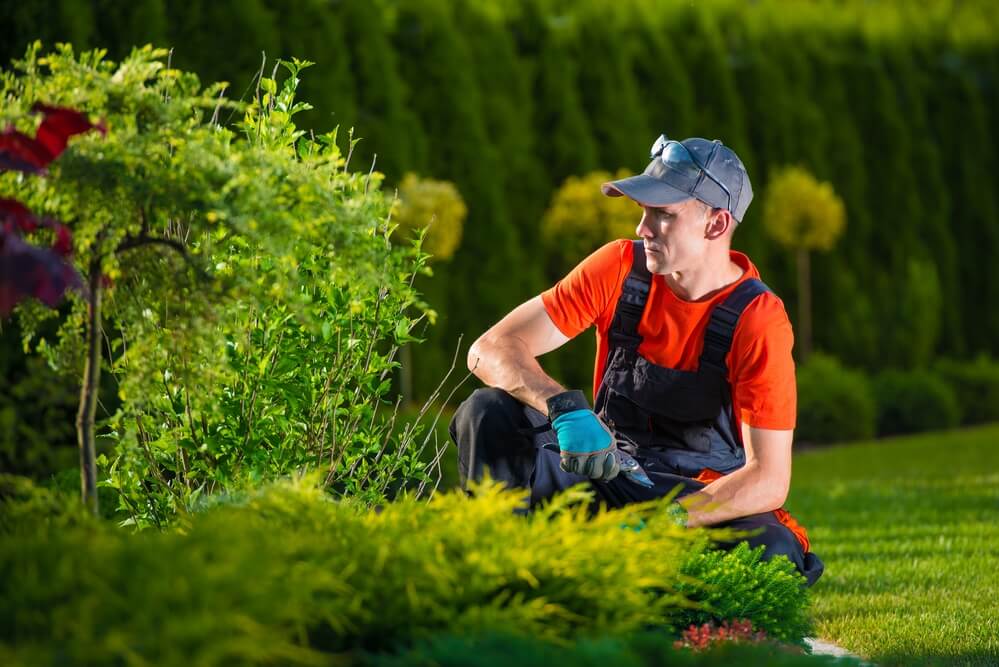 hedge trimming Kingswood